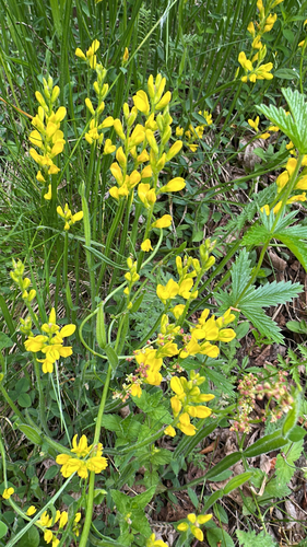 Winged Broom