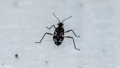 Microvelia americana