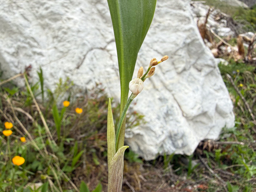 European lily of the valley