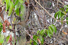 Uropsila leucogastra