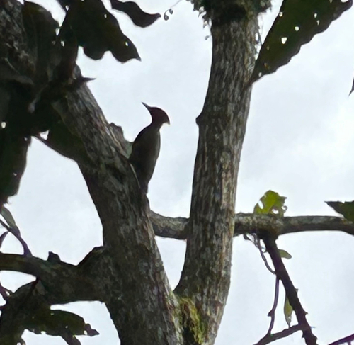 Lesser Yellownape