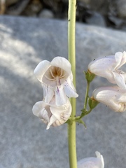 Penstemon eximius