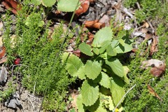 Galium andrewsii