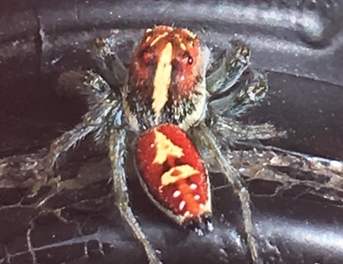Frigga pratensis