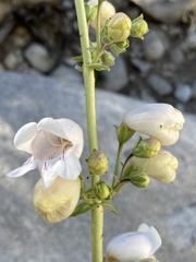 Penstemon eximius