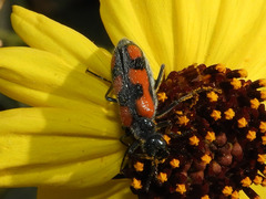Eupompha elegans perpulchra