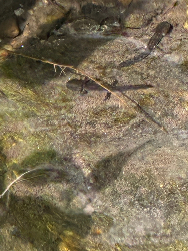 Fire Salamander