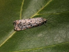 Utetheisa lotrix