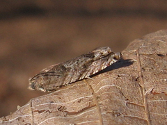 Pseudexentera vaccinii