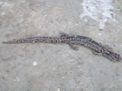 Pseudoeurycea mixteca