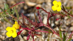 Camissonia contorta