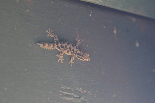 Lepidodactylus lugubris observed 2026-05-27