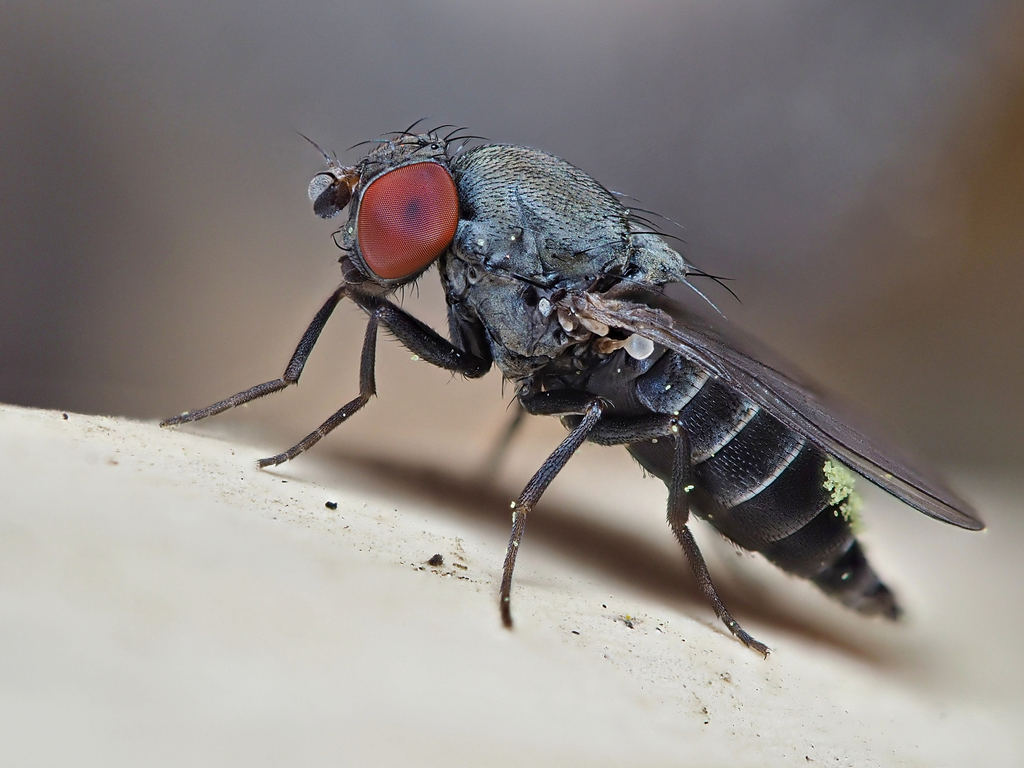 Houdini Fly