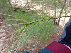 Disholcaspis quercusglobulus