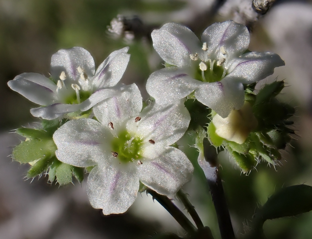 Pholistoma membranaceum; photograph author not stated, no rights reserved