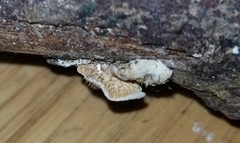 Crepidotus cesatii