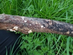 Crepidotus cesatii