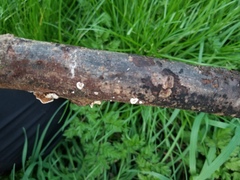 Crepidotus cesatii