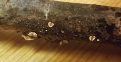 Crepidotus cesatii