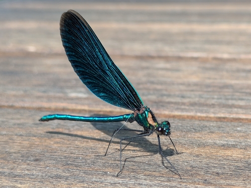 Beautiful Demoiselle