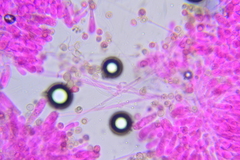 Crepidotus cesatii