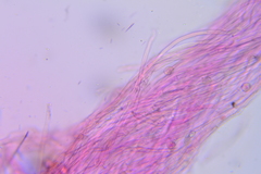 Crepidotus cesatii