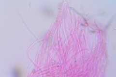 Crepidotus cesatii