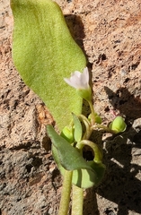Claytonia parviflora, photograph author not stated, no rights reserved