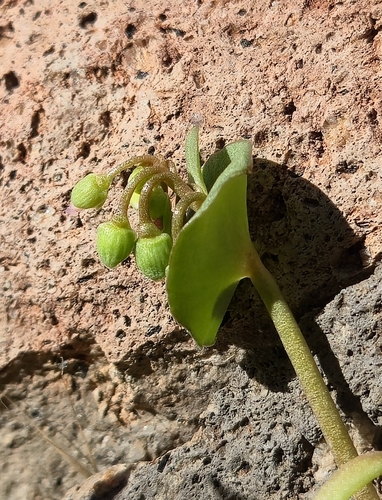Claytonia parviflora, photograph 5