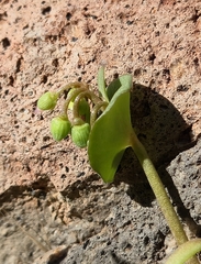 Claytonia parviflora, photograph author not stated, no rights reserved