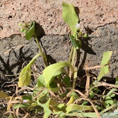 Claytonia parviflora, photograph author not stated, no rights reserved