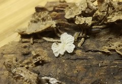 Clitopilus