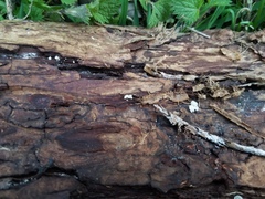 Clitopilus