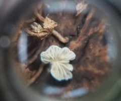 Clitopilus