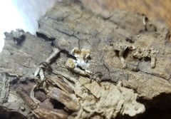 Clitopilus