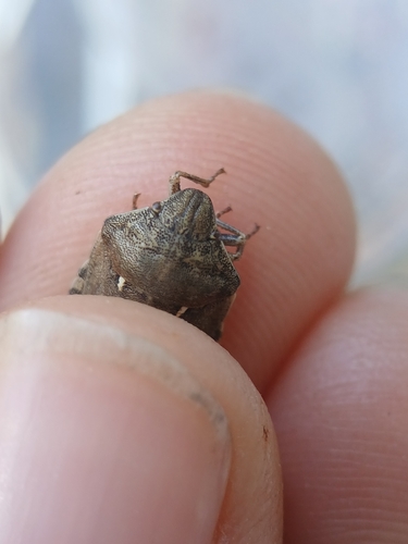 European Tortoise Bug