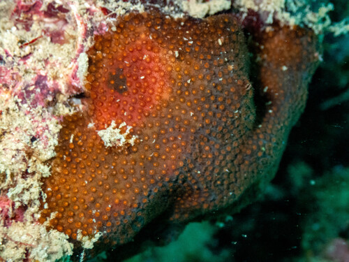 Stylocoeniella armata observed 2026-05-27