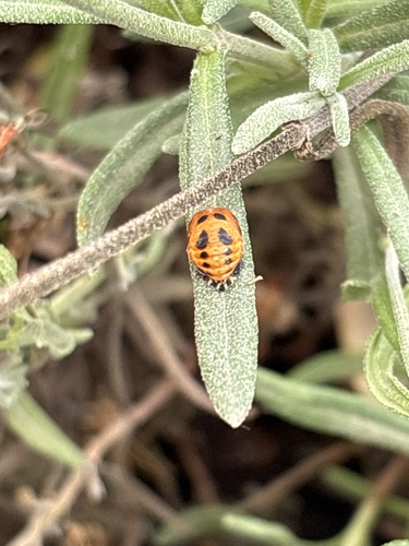 Asian Lady Beetle