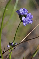 Gilia achilleifolia