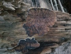 Auricularia mesenterica