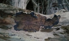 Auricularia mesenterica