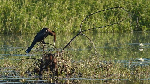 iNaturalist: (c) Doug Macdonald, some rights reserved (CC BY-NC), uploaded by Doug Macdonald iNaturalist image