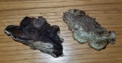 Auricularia mesenterica