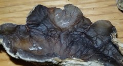 Auricularia mesenterica