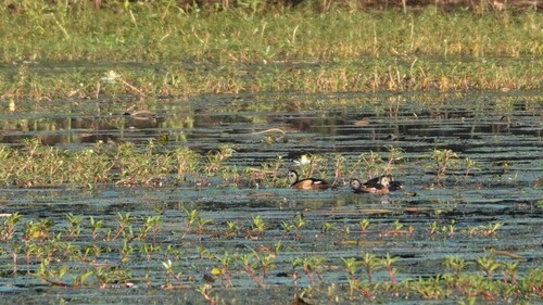 iNaturalist image