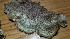 Auricularia mesenterica