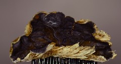 Auricularia mesenterica