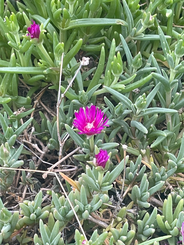 pink trailing iceplant