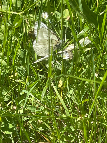Black-veined White