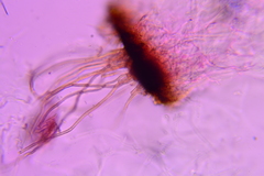 Auricularia mesenterica
